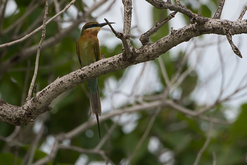 Blauwstaartbijeneter (Merops philippinus)
